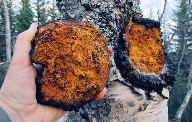 Miraculous Mushroom Mix - Image 7